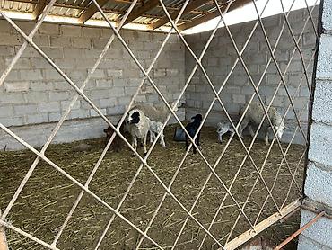 Продажа коттеджей и домов: Продается одноэтажный дом с приусадебным участком в селе Кун-Туу, дача — 6