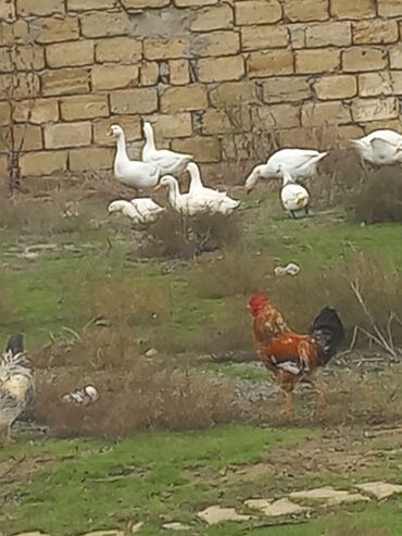 Toyuqlar: Toyuq, Damazlıq -da lalafo.az — 9 Toyuqlar: Toyuq, Damazlıq — 9