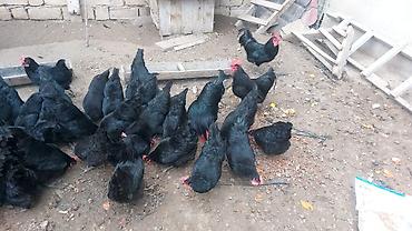 Toyuqlar: Toyuq, Australorp, Damazlıq, Ünvandan götürmə — 14