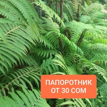 саженцы плодовых деревьев купить: Рассада цветка: Гортензии, Самовывоз, Платная доставка