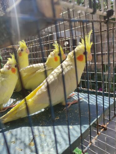 Tutuquşları: Korella 40-70 azn əl quslari bala hazir quslar tutuqusu quslar papuqay