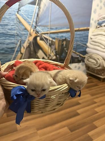 Pişiklər: Fars — 4