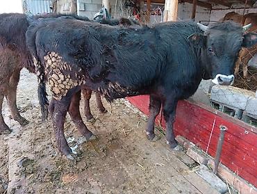 Коровы, быки: Продаю | Бык (самец) | На откорм | Привязанные — 1