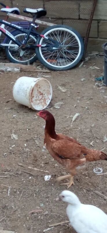 Toyuqlar: Toyuq, Damazlıq -da lalafo.az — 8 Toyuqlar: Toyuq, Damazlıq — 8