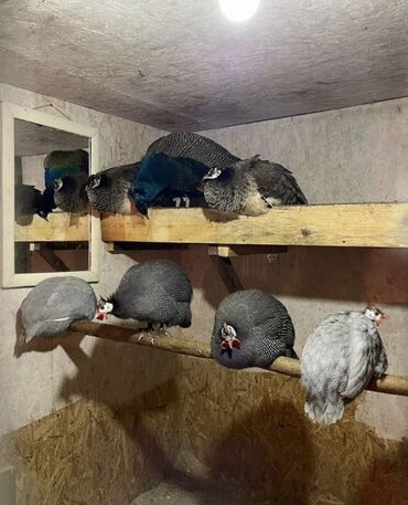 хомяк домашний купить: Сатам | Тооктор, Короздор