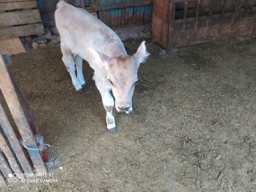 Коровы, быки: Продаю 10дневного бычка породистого мать ала тоо бычок щвиц