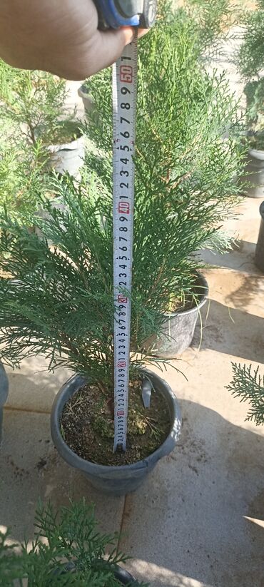 Ağaclar: Dekorativ çöl bitkilərinin satışı və Sifarişlə yetişdirilməsi.Satış -da lalafo.az — 4 Ağaclar: Dekorativ çöl bitkilərinin satışı və Sifarişlə yetişdirilməsi.Satış — 4