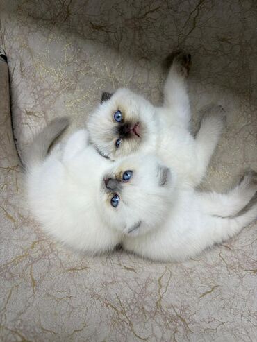 Pişiklər: Şotland, Erkək, Dişi, Yaxşı əllərə, Ünvandan götürmə, Pulsuz çatdırılma, Ödənişli çatdırılma — 2