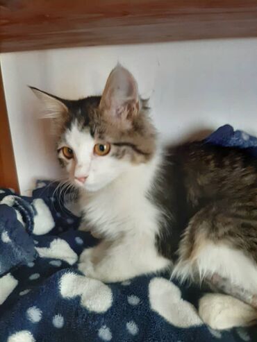 Отдам даром кошку: 2 месяца, Девочка — 13