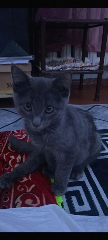 малинкий кошка: Молодой котенок домашней короткошерстной кошки, отличающийся