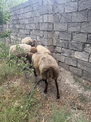 poni at satilir: Qoyunlar hamsi boğazdı 4,5 qarn — 1