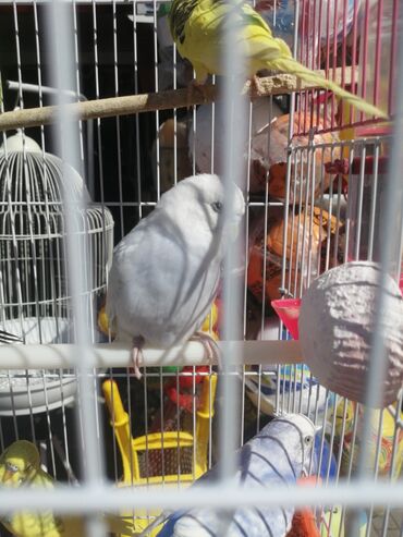 Qəfəslər: Təzə Qəfəslər 9azn boş qəfəslər Valnisti Tutuquşu Qəfəsi 9azn Amadin — 13