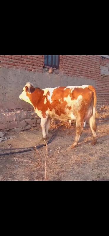 Inəklər, öküzlər: Simental tipli inək və balası - Rəng: qırmızı-ağ alaca - Ana inək -da lalafo.az — 5 Inəklər, öküzlər: Simental tipli inək və balası - Rəng: qırmızı-ağ alaca - Ana inək — 5