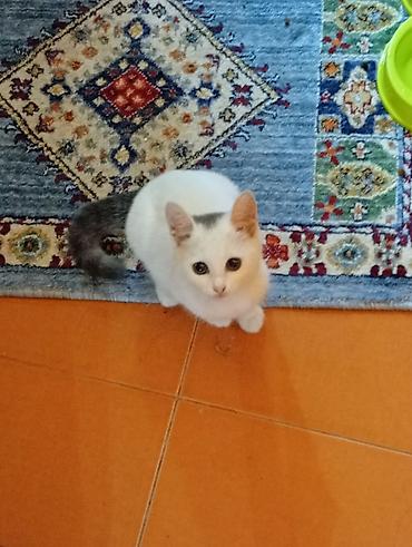 Котенок отдается в добрые руки, была спасена от собаки. добрая и