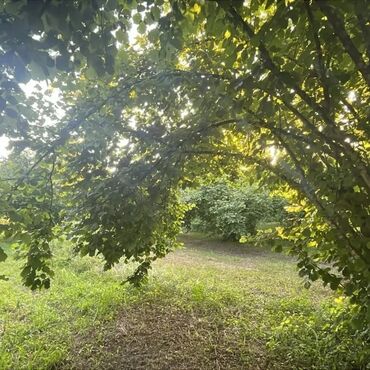 kafel satışı: TƏCİLİ SATİS🛑🚨OĞUZ RAYONU🏞️ 🌳 XAÇMAZ KƏNDİ🌲 TURİZİM ƏRAZİSİ 24 SOT