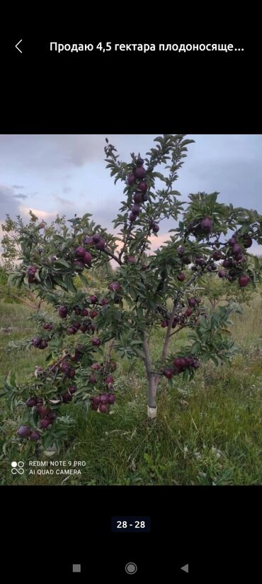 Продажа участков: 450 соток, Для сельского хозяйства at lalafo.kg — 8 Продажа участков: 450 соток, Для сельского хозяйства — 8