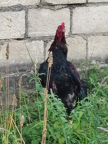 ev quşları haqqında melumat: Satılır: kənd toyuğu xoruzu - Cins tipi: uzunboyun, sərt bədən — 2