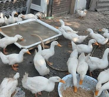 qus yarim tip: Ağ rəngli ördəklər – yerli təsərrüfatda böyüdülmüş sürü — 3