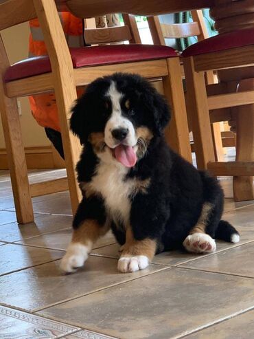 Bernese Mountain puppies Beautiful Bernese Mountain puppies are very