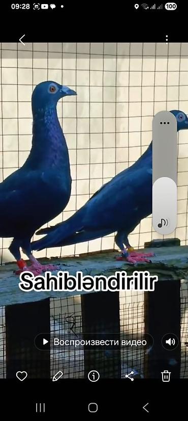 lalafo goyercin satisi: 🕊️ Göyərçinlər satılır! 🔹 Ərəb sortu – 50 AZN Uçan quşlardır — 5