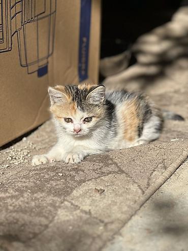 Табылган жана жоголгон мышыктар: Эти котята ищут своего доброго человека! Обе девочки,знают — 6