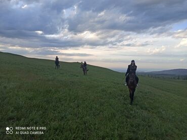 Туристические услуги: Конный Туризм Прокат лошадей обучения верховой езде организация — 10