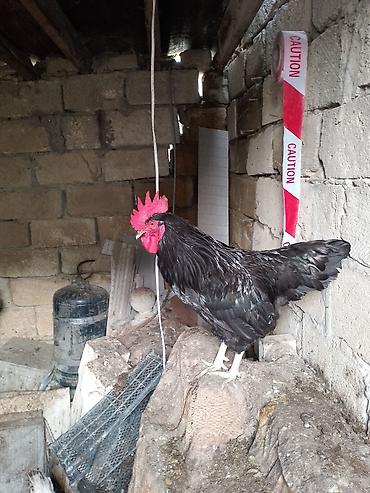 Toyuqlar: Toyuq, Yumurtalıq — 4