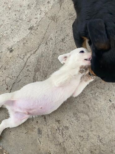 İtlər: 2 ay, Ünvandan götürmə — 15