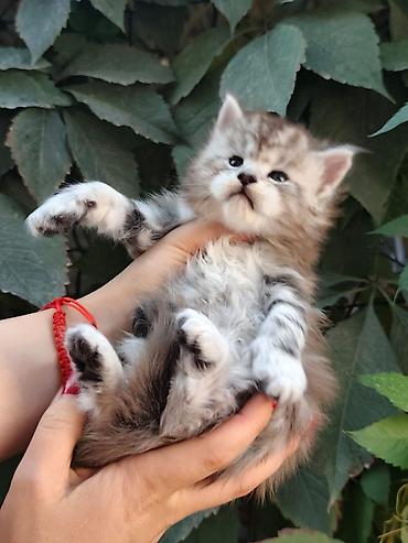 кошка породы мейн кун: Котята мейн-кун!!!❤️❤️💙 Истинная красота рождается там, где природа — 3