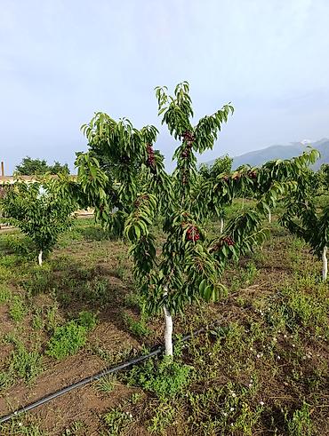 Продажа участков: 80 соток, Для сельского хозяйства, Договор купли-продажи — 7