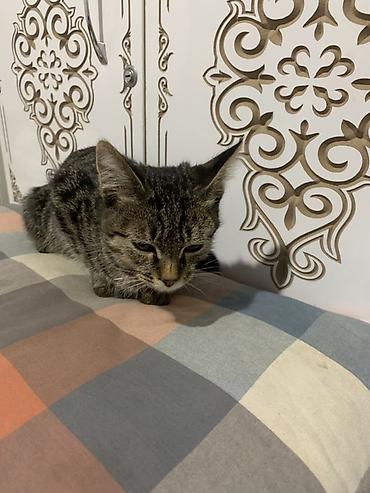 Животные: Милый полосатый котёнок. Небольшой котёнок с короткой шерстью и — 2