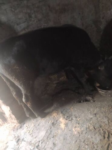 Inəklər, öküzlər: 30 ədəd inək, 16 düyə 26 dişi dana, 5 erkək dana,3 buzov satilir — 3