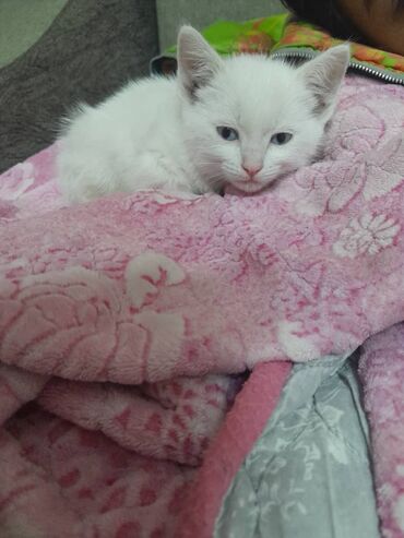 отдам котят: 2 месяца, Девочка, Приучена к лотку