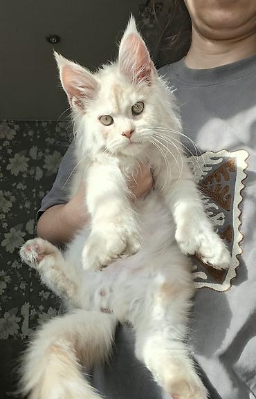 кот мейкун: Мощный Чистоплотный котёнок мейн-куна с полным пакетом Документов — 4