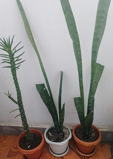cilədağı bitkisi qiymeti: Pul gulleri 5azn, sansevieria opuntia subulata4azn,kaktuslar3azn.Son — 2