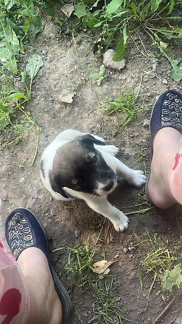 кошка регдолл: Дворняжка, 2 месяца, Самка, С прививкой — 1