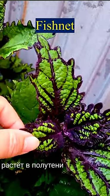 Алоказии: Открыта продажа сортовых КОЛЕУСОВ. цена за срез 100 сом.В коллекции — 10