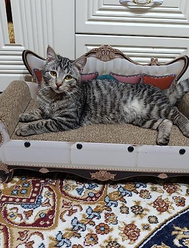 продаю кошки: Кошки и кот домашние, молодые. Окрас: - Бело-серый: контрастные серые — 9