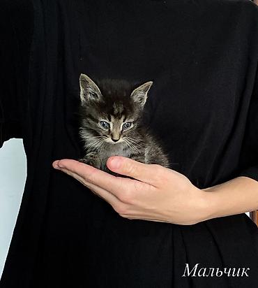 купить бенгальскую кошку: Кошка даром: Беспородная, 1 месяц, Мальчик, Приучена к лотку — 5