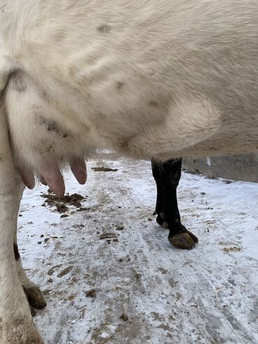 Коровы, быки: Продаю | Корова (самка) | Алатауская, Симментальская | На откорм, Для разведения, Для молока | После отела — 6