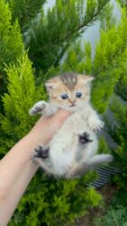 Pişiklər: Britan yastı qulaq, Erkək, Dişi, Yaxşı əllərə, Ünvandan götürmə, Ödənişli çatdırılma, Rayonlara çatdırılma — 17