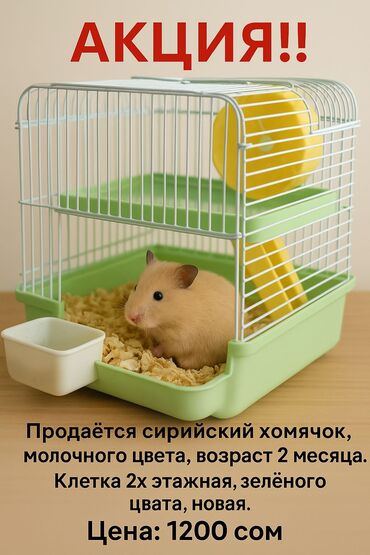 оптом корм для кошек: 🐹 Готовый пушистый друг — без забот! 🏡 Сирийский хомяк мальчик(2