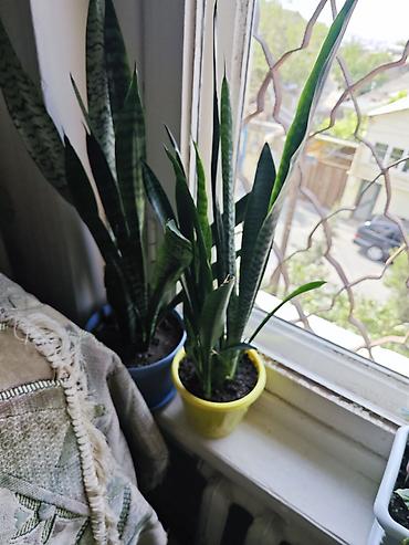 qul: Sansevieria (Qaynanadili) otaq bitkisi - Növlər: Sansevieria — 2