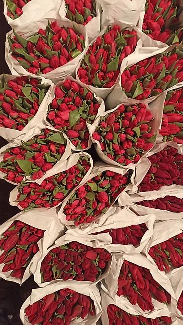 Букеты из живых цветов: Тюльпан оптом и в розницу,Тюльпаны срезанные, сортовые, упаковка по — 3