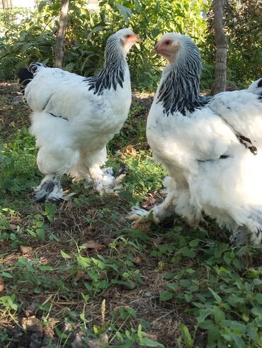 Аквариумные аксессуары и принадлежности: Курица, Brama, Для разведения