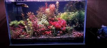 akvarium satışı: 70x40x40 Göründüyü vəziyətdə satılır. İşıqdan başqa bütöv komplekt — 4