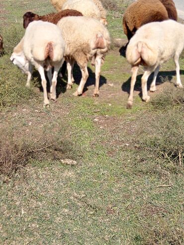 Qoyunlar, qoçlar: Beylaqan sortu cavandi dişleri minçig qocadan gelib