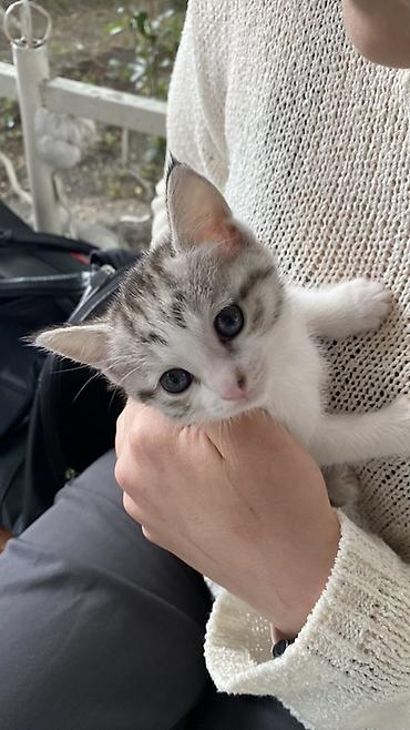 бенгальская кошка домашняя: Американский короткошёрстный котёнок мальчик с серой белыми тигровыми — 2