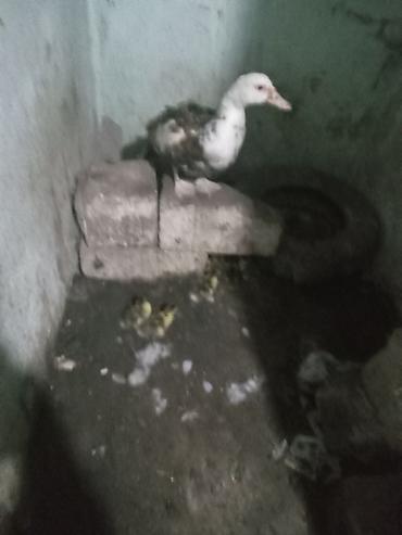ördəyi: Satılır ördək balası. Şəkildə görünən quş ağ və tünd rəng qarışığında — 1