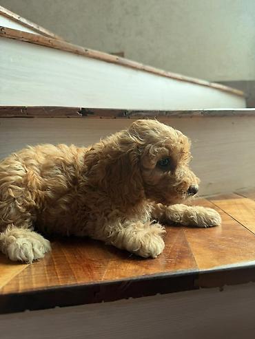 Pudel, 1 ay, Erkək